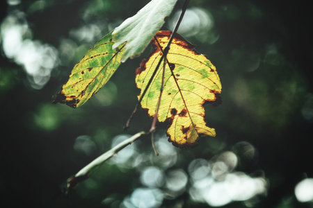 Beautiful of old leaves on tree