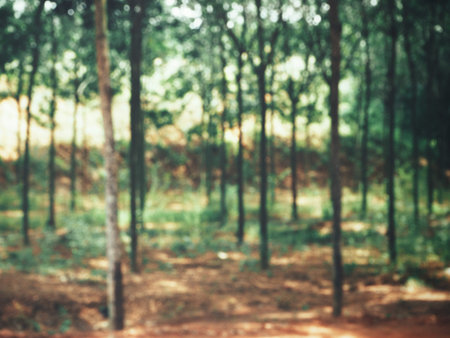 Blurred of landscape rubber tree forest