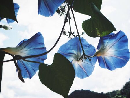 Beautiful of morning glory flowerの写真素材