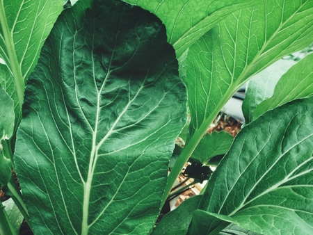 Bok choy chinese cabbageの写真素材