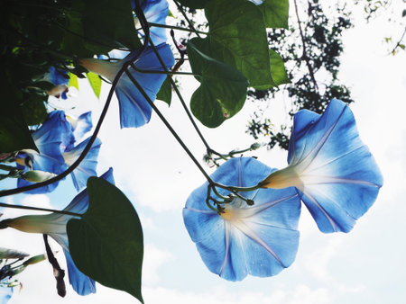 Beautiful of morning glory flower