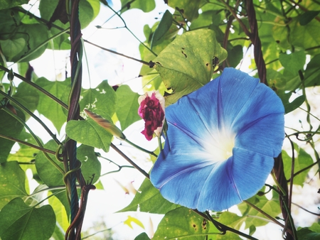 Beautiful of morning glory flowerの写真素材