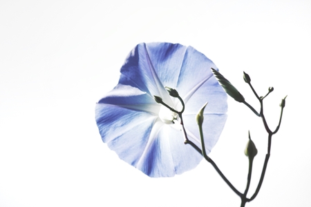 Beautiful of morning glory flowerの写真素材