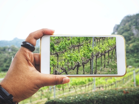 Taking a photo of grapes in vineyard with smart phoneの写真素材