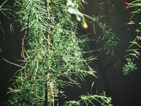 Asparagus plant on black backgroundの写真素材