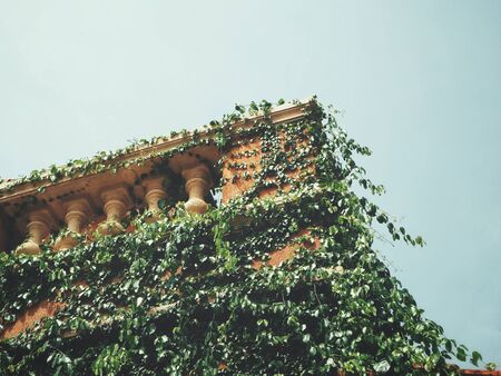 Terrace with green leavesの写真素材