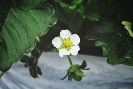 Beautiful strawberry flower with leavesの写真素材