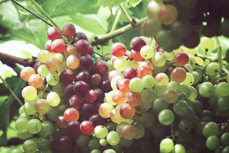 Beautiful of grapes in vineyardの写真素材