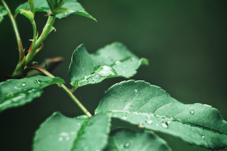 Beautiful of green leaves