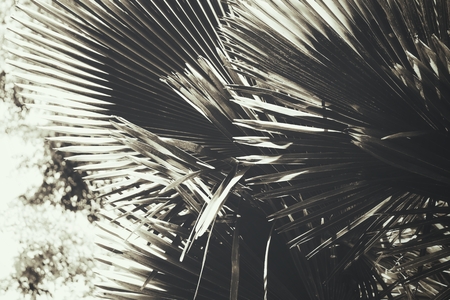 Black and white tropical palm leavesの写真素材