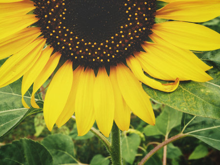 Close up of yellow sunflowerの写真素材