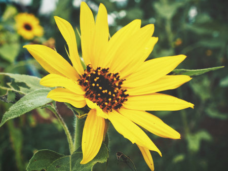 Beautiful of sunflowers fieldの写真素材