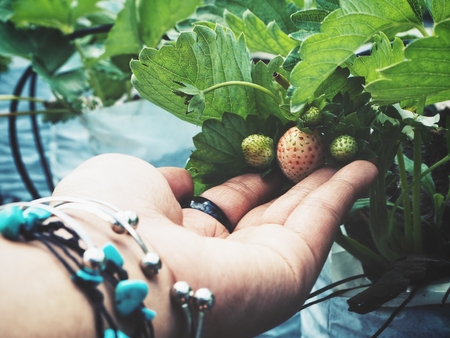 Close up of strawberries plant with handの写真素材