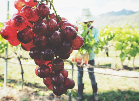 Beautiful of grapes in vineyardの写真素材