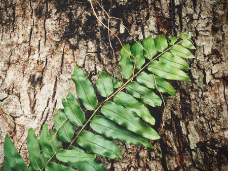 Beautiful of fern tropical leavesの写真素材