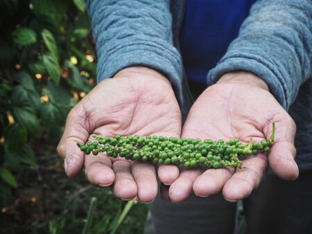 Peppercorns on handsの写真素材