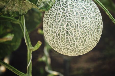 Melon Japanese fruitの写真素材