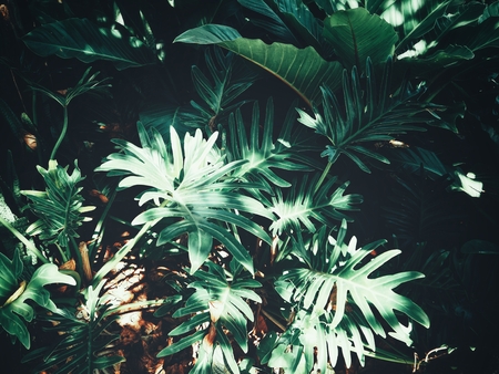 Beautiful of green tropical leavesの写真素材