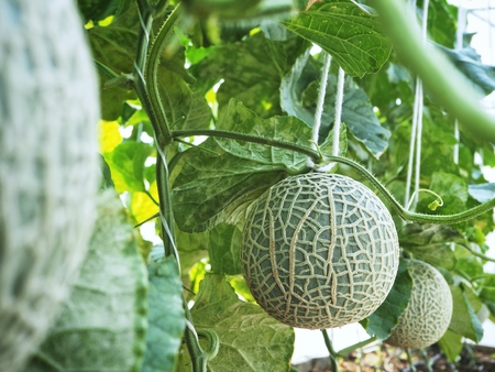 Melon Japanese fruitの写真素材