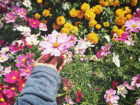 Pink cosmos flowers with handの写真素材