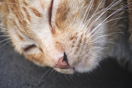 Face of ginger catの写真素材