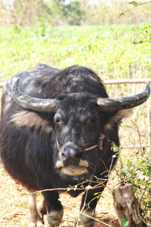 Close up of buffalo