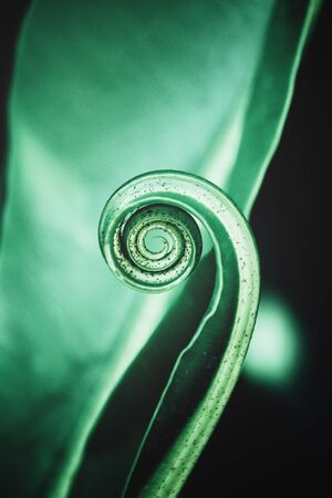 Beautiful of fern tropical leavesの写真素材