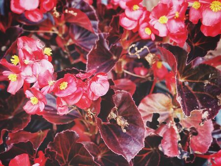 Beautiful red flowersの写真素材