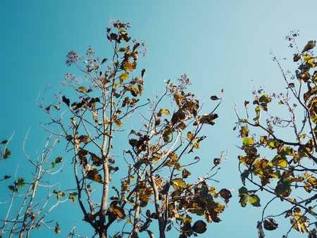 Branches of tree with blue skyの写真素材