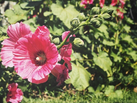 Pink hollyhock flowerの写真素材