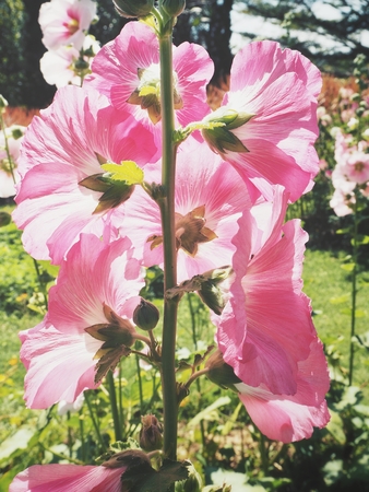 Pink hollyhock flowerの写真素材