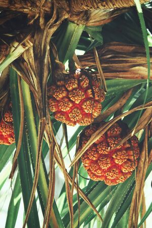 Pandanus fruit with leavesの写真素材