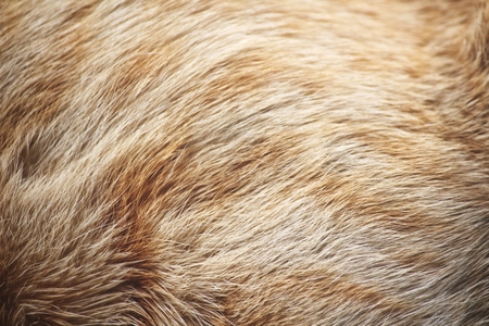 Fur of ginger catの写真素材