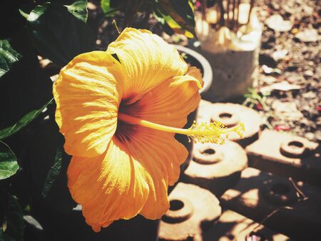 Tropical orange flowersの写真素材