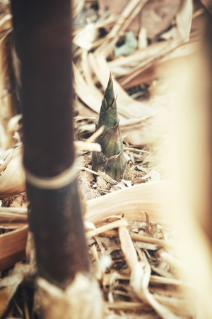 Bamboo with leavesの写真素材