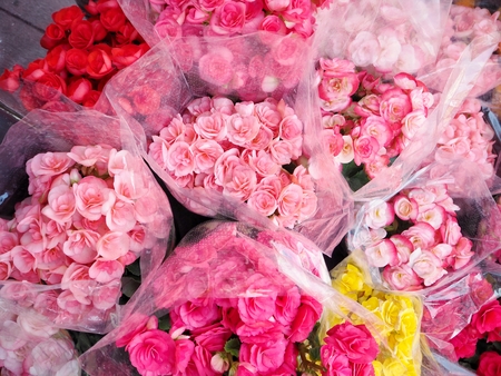Beautiful colorful flowersの写真素材