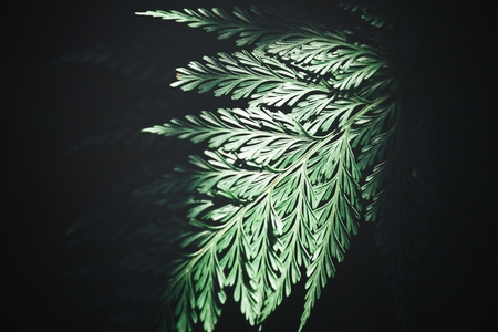 Beautiful of fern tropical leavesの写真素材