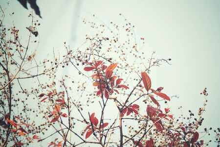 Branches of tree with red leavesの写真素材