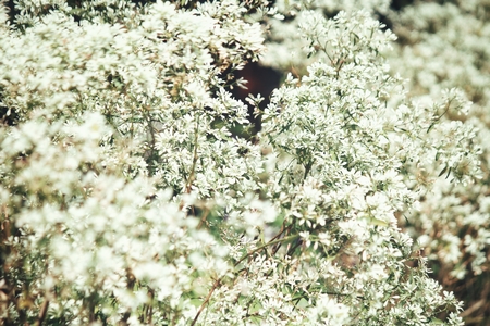 Beautiful white flowersの写真素材