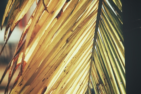 Tropical palm leavesの写真素材