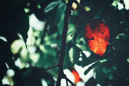 Beautiful of old leavesの写真素材