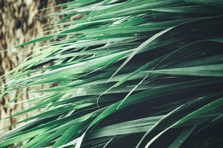 Green vetiver backgroundの写真素材