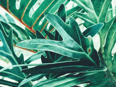 Beautiful of green tropical leavesの写真素材