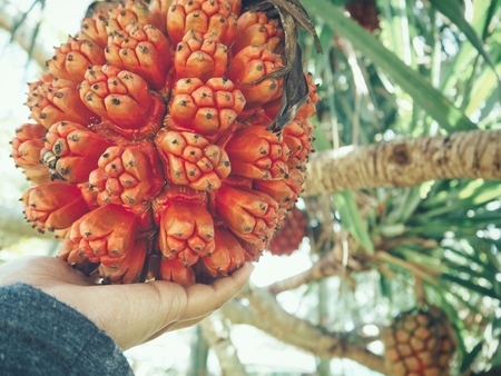 Pandanus fruit with leaves and handの写真素材