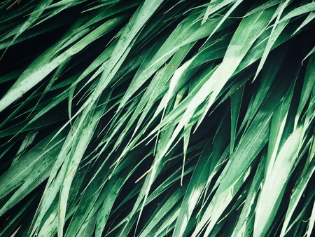 Green vetiver backgroundの写真素材