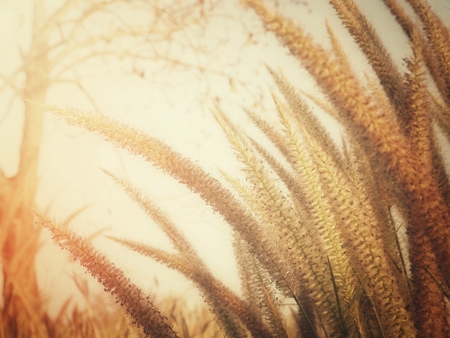 Blossom grass flowersの写真素材