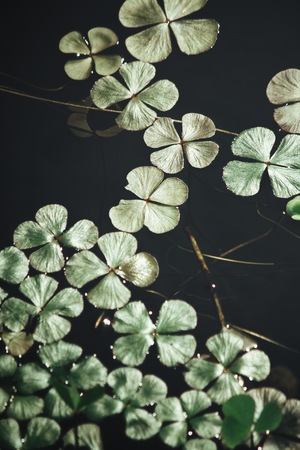 Clover leaves on waterの写真素材