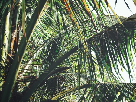 Tropical palm leavesの写真素材