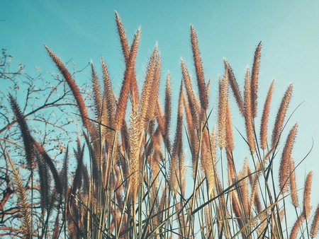 Grass flowers with skyの写真素材
