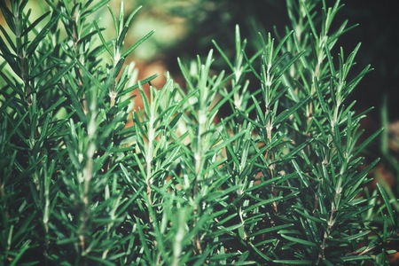 Rosemary herb plantの写真素材